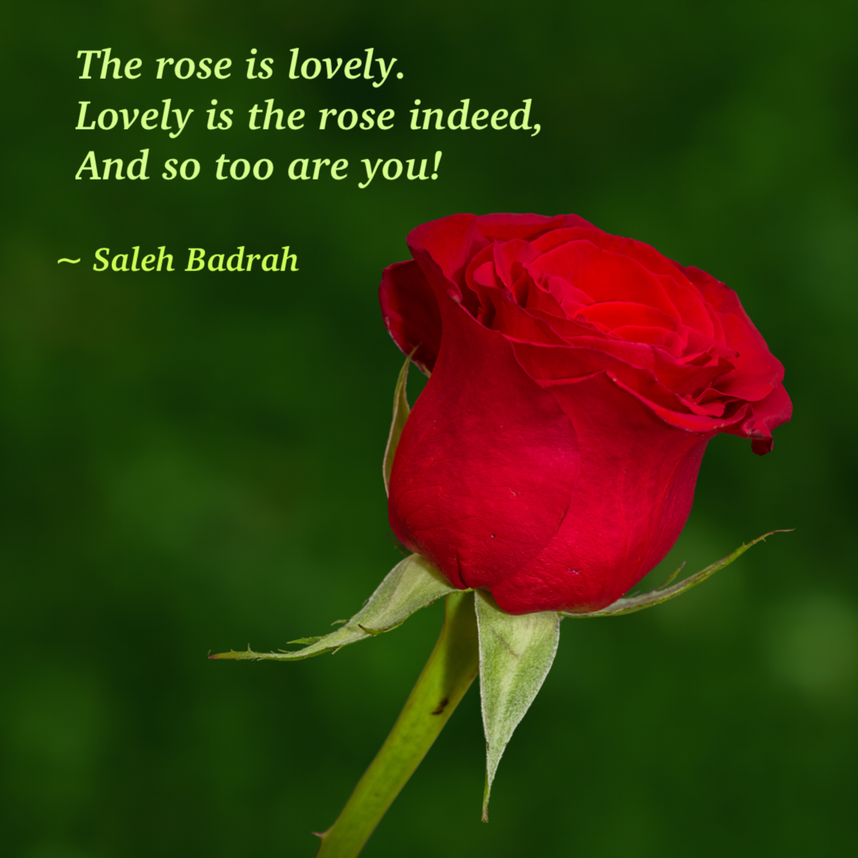 The Rose Is Lovely