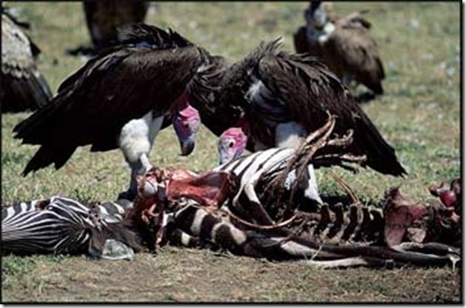 Only Wild Vultures