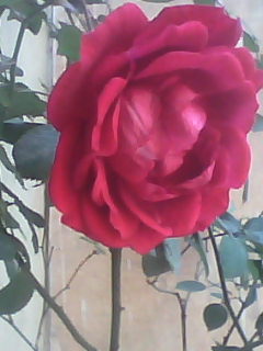 लक्ष्मी जी