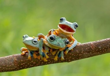 Three Little Frogs