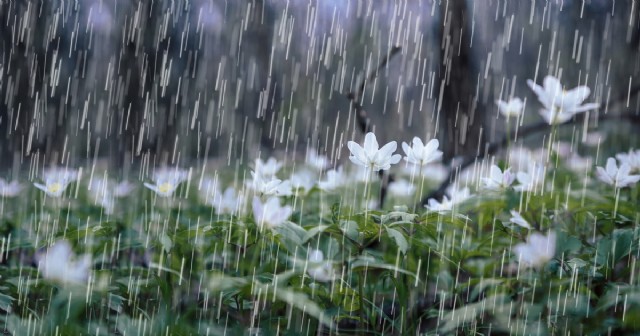 Flowers In The Rain