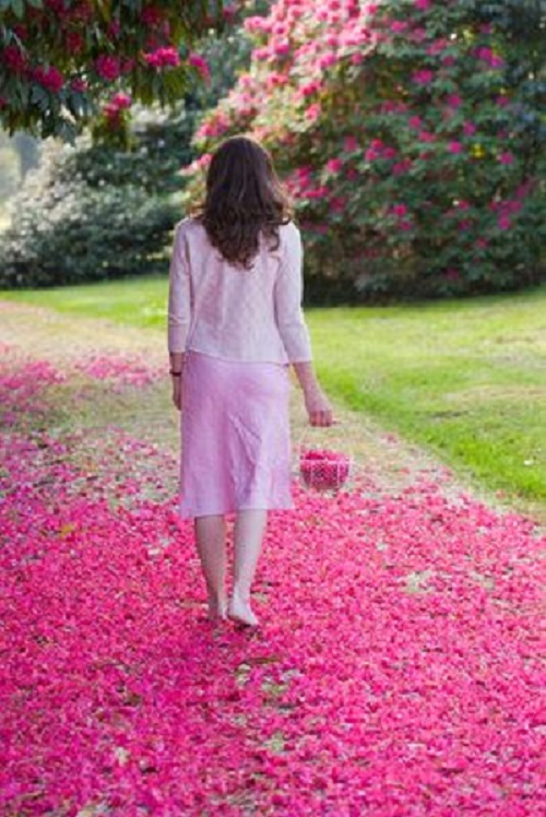 O Walking Rose Flower