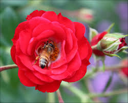 Haiku- Rose And Bee