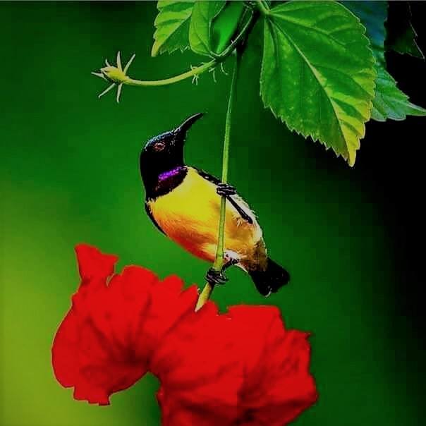 Bird Colours 8 - Spectacular Sunbirds
