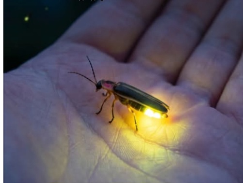 The Last Fireflies?