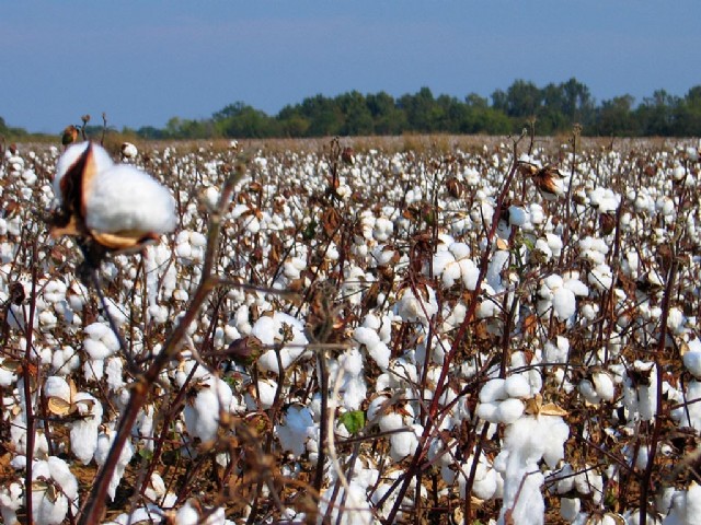 Ah, Amazing Cotton Fields