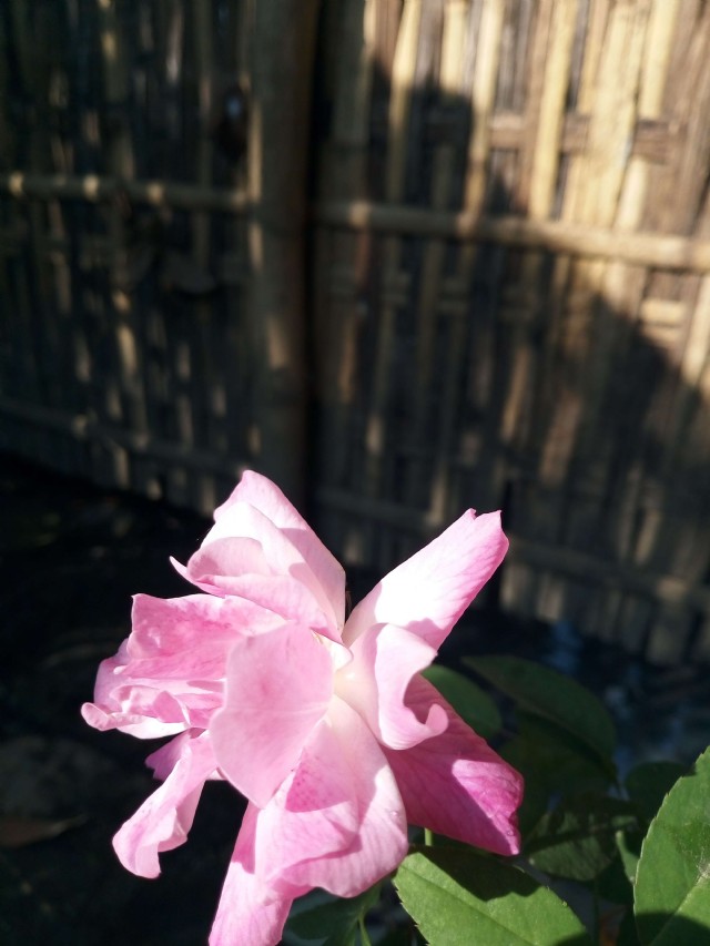 Fake Dream In The Wasted Land