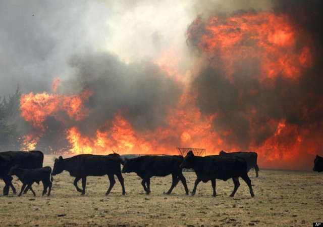 Zz Cows On Fire In Washington. Usda Won'T Let Montana Use Firefighting Helicopters