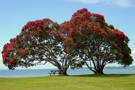 The Pohutukawa Tree.