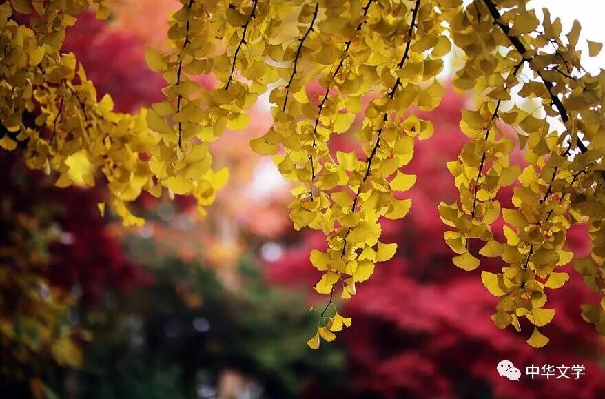 秋日私语（组诗）（Autumn Whisper）