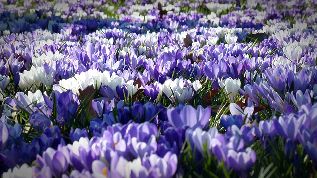 Cheery Spring