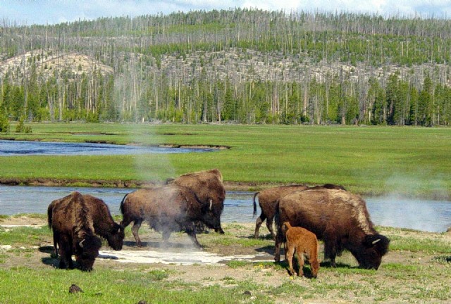A Trip To Yellowstone