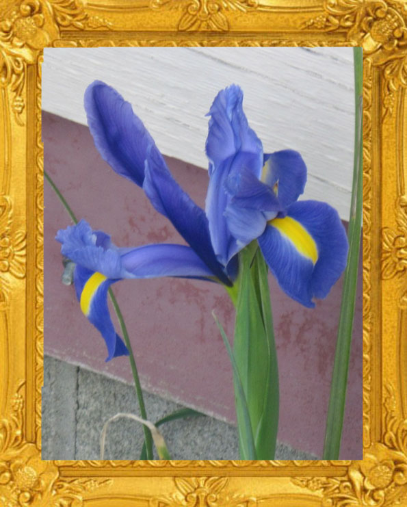 Beardless Blue Iris