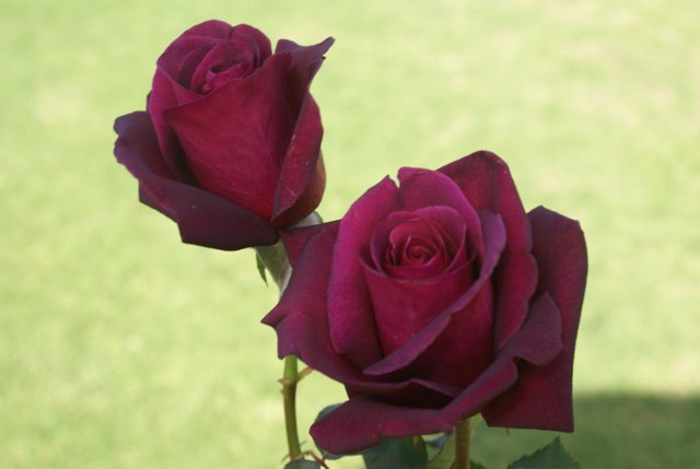 Burgundy Rose
