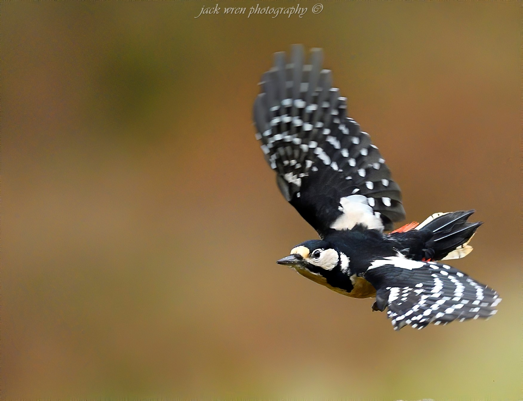 Great Spotted Woodpecker
(Dendrocopos Major)