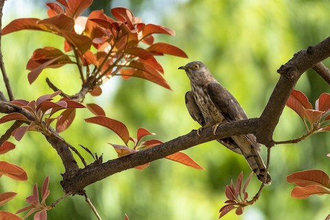 3 Liner: Hawk Cuckoo