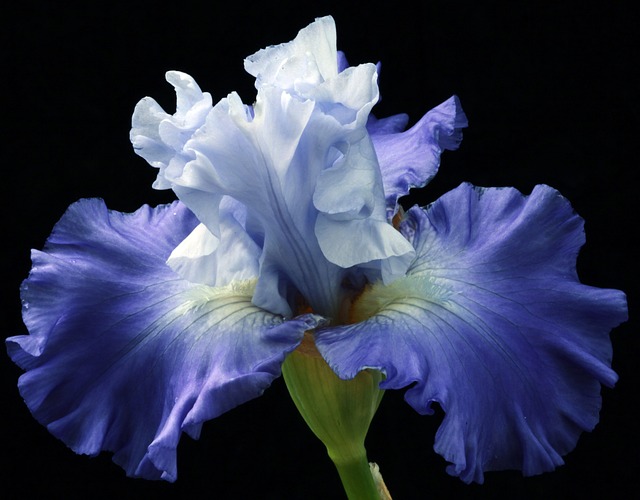 Blue Iris