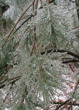 Icy Pine