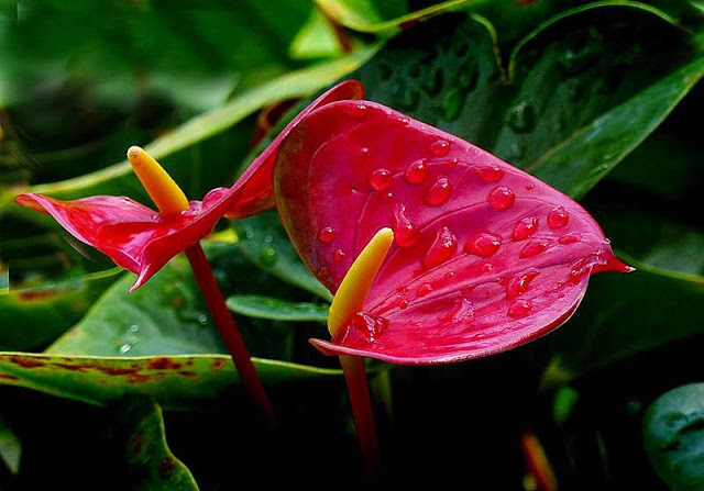 Anthurium Red Flower
