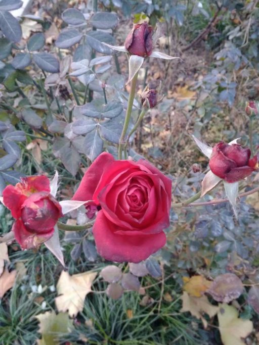 霜与花