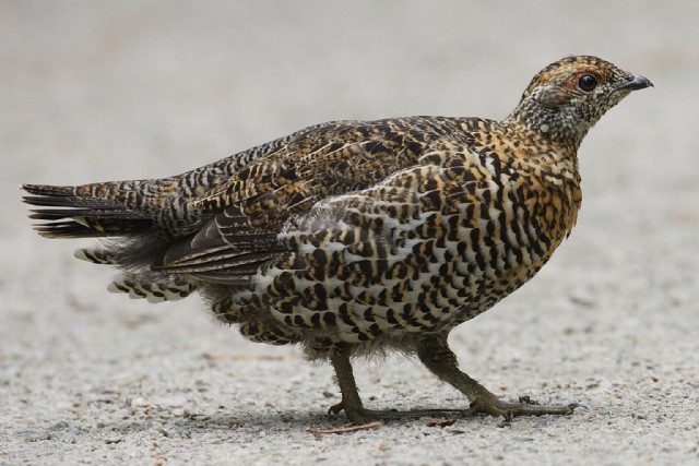 Square Poems 35: Grouse Acrostic