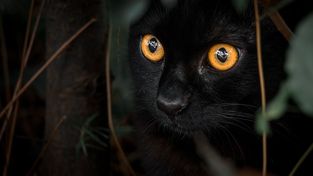 Black Cat Night
