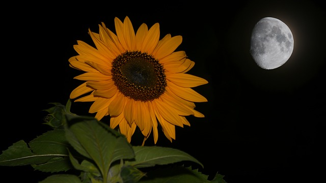 Sunflower Of Night