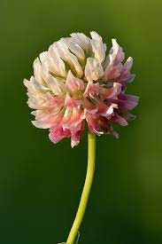 Trifolium Pollinated Courtesy Bombus