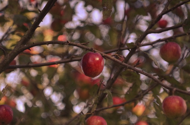 Apple Harvest Red