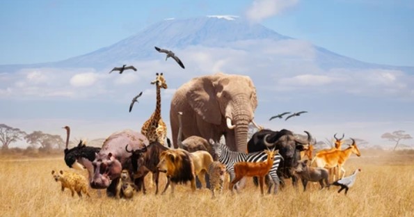 Untamed World