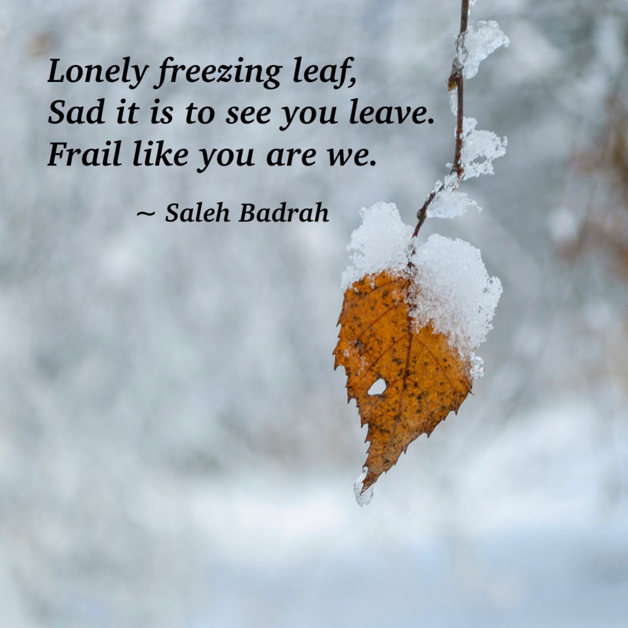 Lonely Freezing Leaf