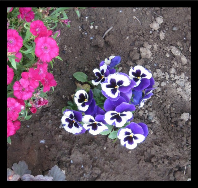 Blue And White Pansies