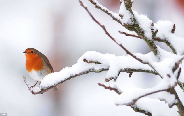 Winter's Robin Redbreast