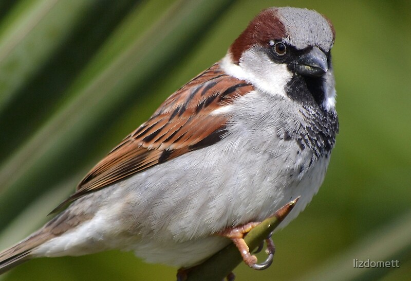 The House Sparrow