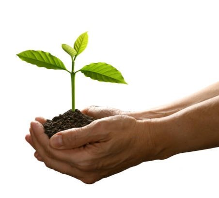 The Symphony Of Growth