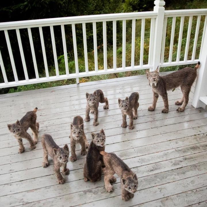 European Lynx