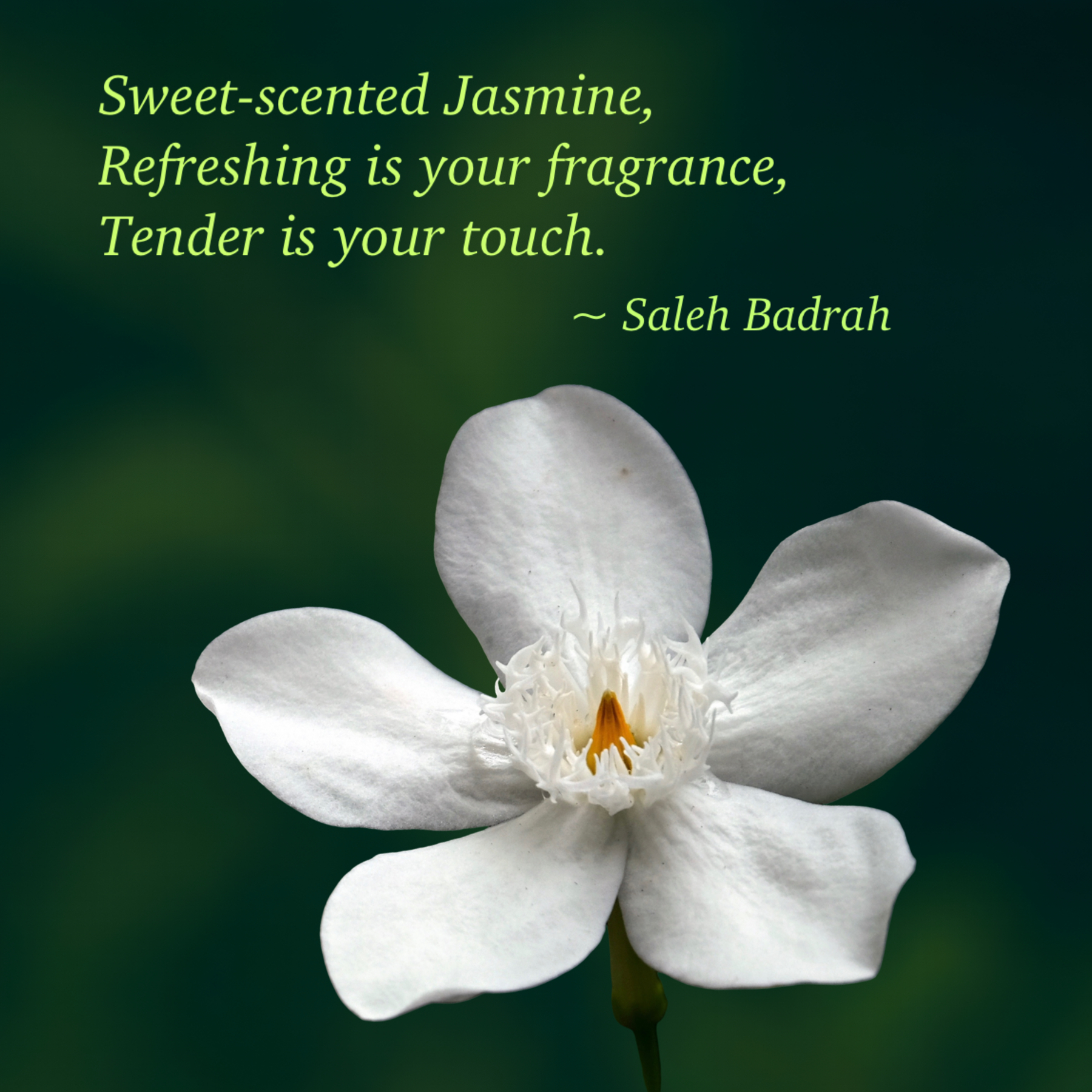 Sweet-Scented Jasmine
