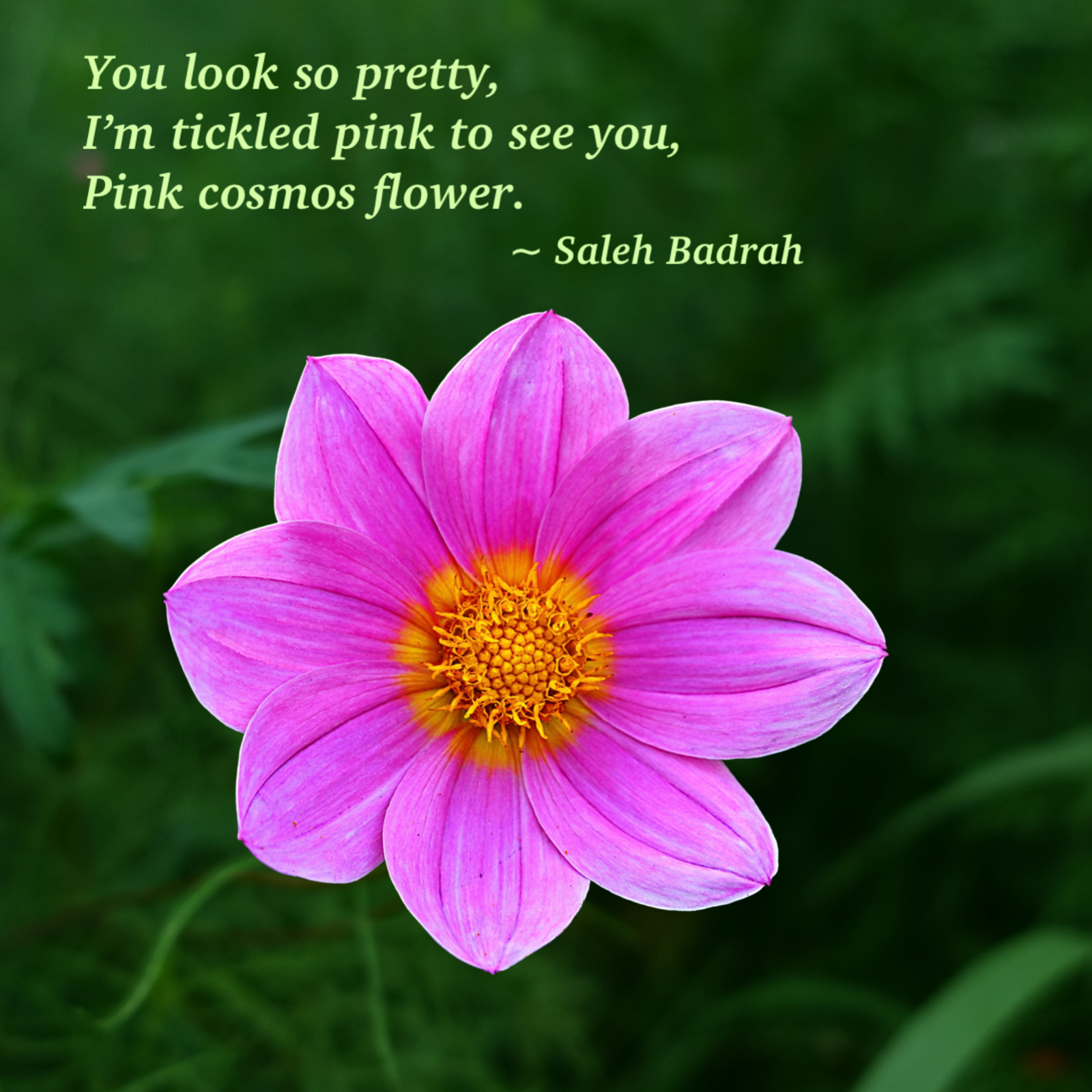 Pink Cosmos Flower