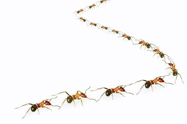 Ant Family
