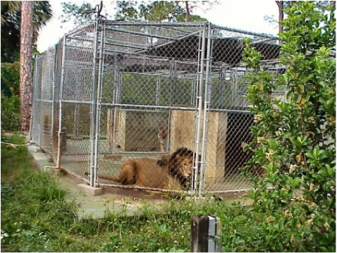 A Lion In A Zoo