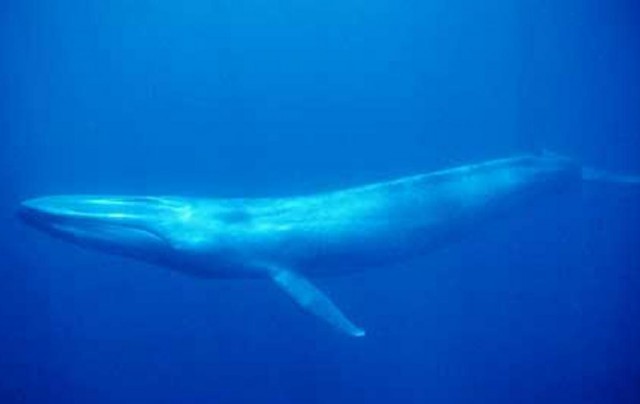 Square Poems 25: Whale Acrostic