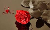 Love Rose
