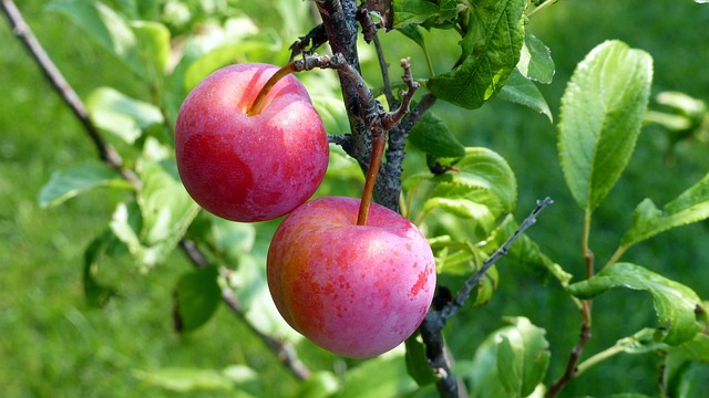 Plum Delicious