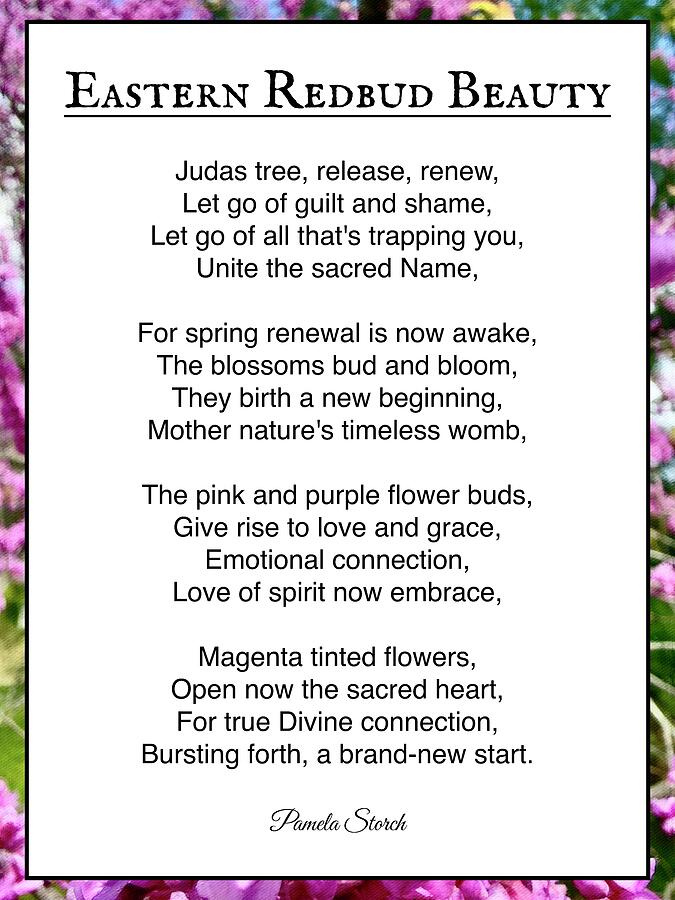 Eastern Redbud Beauty