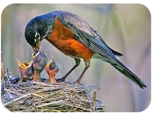 The American Robin