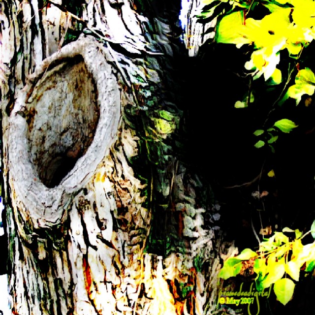 A Hole In The Tree