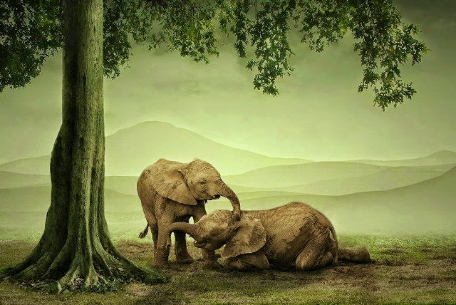 Under The Tickle Tree