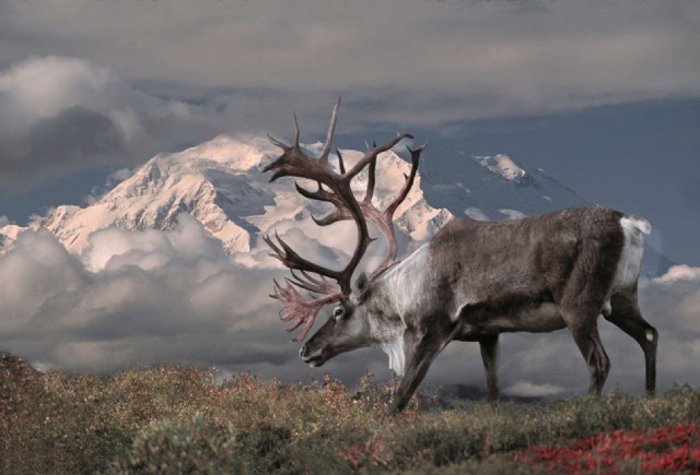 King Of The North Country