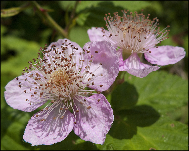 Blackberry Blossoms