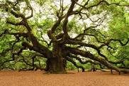 The Oid Oak Tree